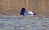 Lesser Scaup Västmanlannd