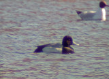 Lesser Scaup Västmanlannd