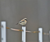 Desert Wheatear Dalarna