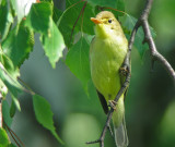 Melodius warbler(hippolais polyglotta)Dalarna