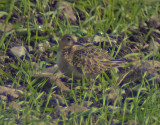 Buff-breasted sandpiper (Tryngites subruficollis)Öland