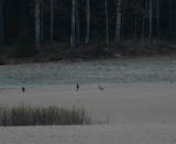 Sandhill crane Västmanland