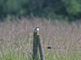 Woodchat shrike Uppland