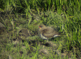 Collared pratincole(Glareola pratincola)Södermanland