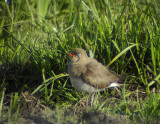 Collared pratincole(Glareola pratincola)Södermanland