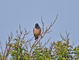 Rose-coloured Starling Gotland