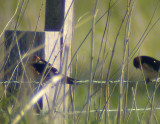 Red-rumped Swallow Öland