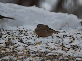 Cretzschmar’s Bunting Gästrikland