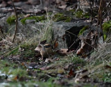 Siberian accentor Västmanland