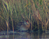 Sharp-tailed sandpiper(Calidris acuminata)Västergötland