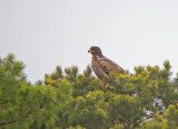 Steppe eagle(Aquila nepalensis)Öland
