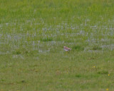 White-tailed lapwing Dalarna