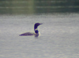 Great Northern Diver Södermanland