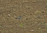 Black-winged pratincole(Glareola nordmanni)Öland