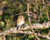 Red-flanked Bluetail Gotland