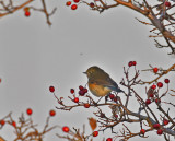 Red-flanked Bluetail Gotland