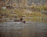 Ferruginous duck(Aythya nyroca)Uppland