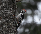 White-backed woodpecker Dalarna