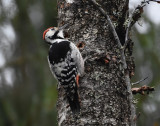 White-backed woodpecker Dalarna