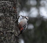 White-backed woodpecker Dalarna