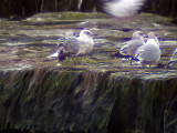 Iceland gull(Larus glaucoides)Halland