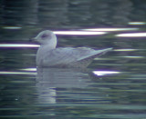 Iceland gull(Larus glaucoides)Västergötland
