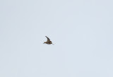 Wilson's Snipe Uppland
