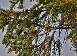 Arctic warbler Dalarna