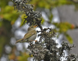 Arctic warbler Dalarna
