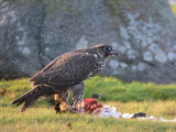 Gyr falcon (Falco rusticolus)Öland