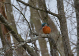 Common Kingfisher