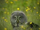 Great grey owl (Strix nebulosa)Dalarna