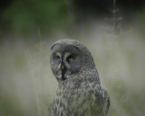 Great grey owl (Strix nebulosa)Dalarna