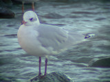 Mediterranean gull (Larus melanocephalus)Västergötland