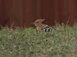 Eurasian hoopoe (Upupa epops)Dalarna