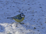 Blue tit