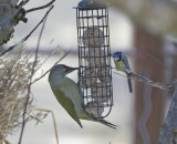 Grey-headed Woodpecker,blue tit