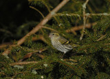 Eurasian Siskin