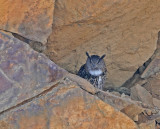 Eurasian Eagle Owl