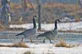 Greylag Goose/Canada Goose and Canada Goose