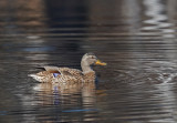 Mallard