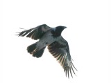 Carrion Crow