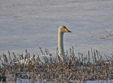 Whooper Swan