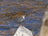 White-throated Dipper