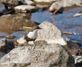 White-throated Dipper