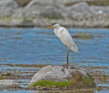 Great Egret