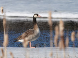 Greylag Goose/canada goose