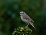 Bluethroat