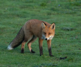 Red fox