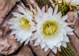 Cactus Flowers